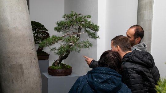 2212 str 8 Mezinarodni vystava bonsaji ve Starem Meste po kor(4)  po korekture.jpg