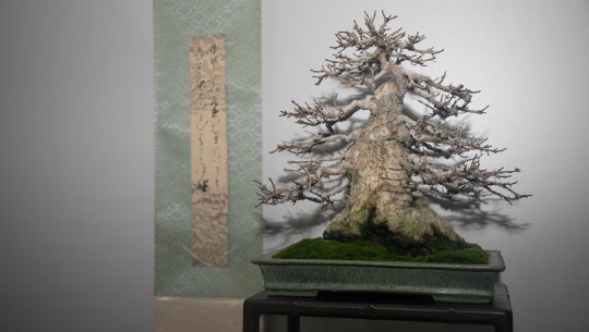 2212 str 8 Mezinarodni vystava bonsaji ve Starem Meste po kor(6)  po korekture.jpg
